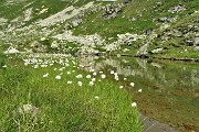 38 Bianchi eriofori al Laghetto di Varrobbio (2272 m)